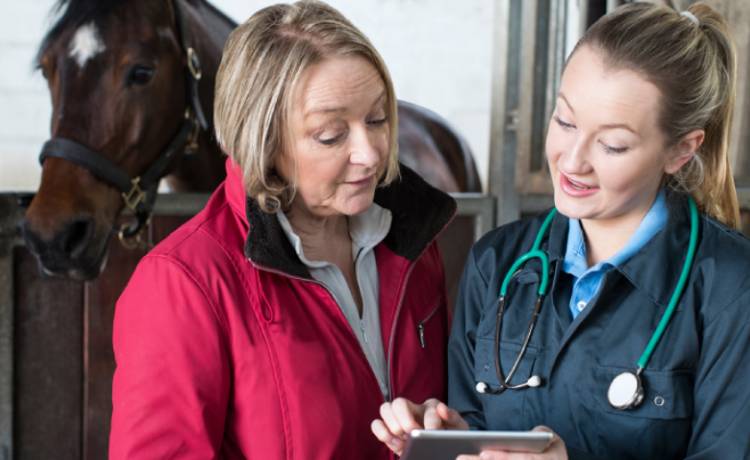 2 dierenartsen bij paard