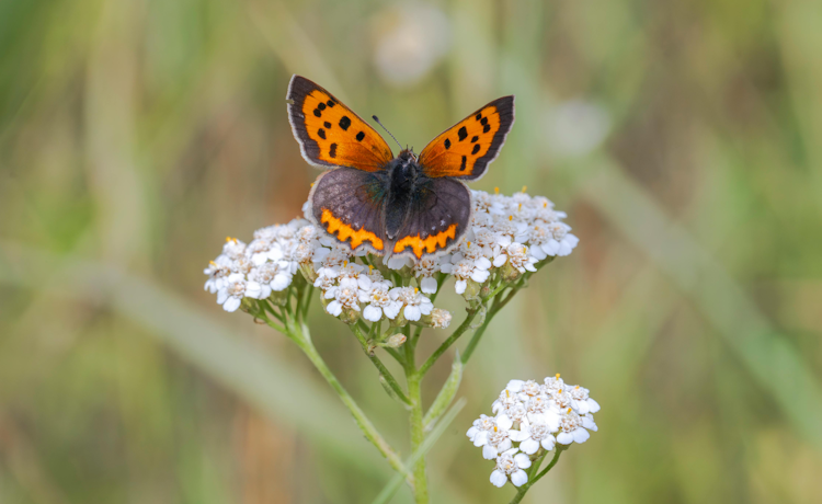 illustratie vlinder op bloem