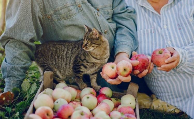 Appels en kat